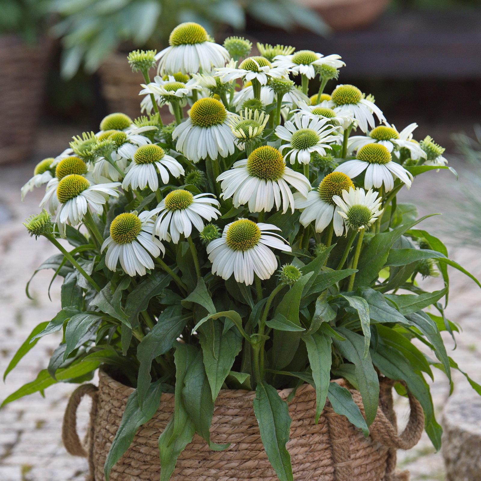 Sonnenhut 'Vintage White', weiß, 3 Liter Topf Sonnenhut 'Vintage White', weiß, 3 Liter Topf