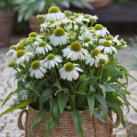 Sonnenhut 'Vintage White', weiß, 3 Liter Topf Sonnenhut 'Vintage White', weiß, 3 Liter Topf