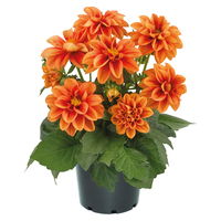 Dahlie, orange, Topf-Ø 12 cm, 6 Pflanzen