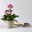 Bio Bergenie 'Abendkristall' rosa, Topf-Ø 12 cm, 3 Pflanzen Bio Bergenie 'Abendkristall' rosa, Topf-Ø 12 cm, 3 Pflanzen