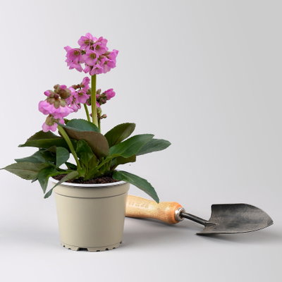 Bio Bergenie 'Abendkristall' rosa, Topf-Ø 12 cm, 3 Pflanzen Bio Bergenie 'Abendkristall' rosa, Topf-Ø 12 cm, 3 Pflanzen