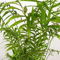 Grünpflanzenkreation 'Tierfreund', Topf-Ø 12 cm, 6 Pflanzen