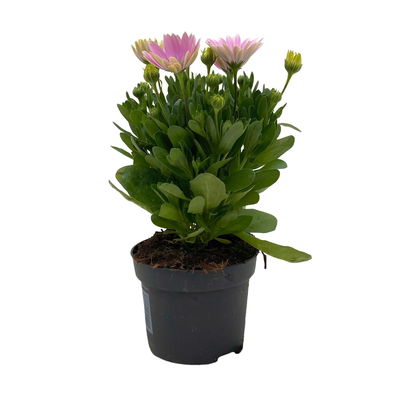 Kapkörbchen rosa, Topf-Ø 12 cm, 6er-Set