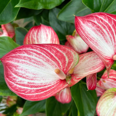 Flamingoblume 'Livium Red' rot-weiß gestreift, Topf-Ø 14 cm