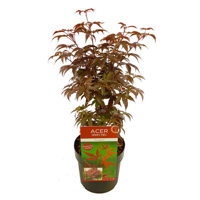 Roter Fächerahorn 'Bloodgood', Höhe 40 - 60 cm, Topf-Ø 19 cm Roter Fächerahorn 'Bloodgood', Höhe 40 - 60 cm, Topf-Ø 19 cm