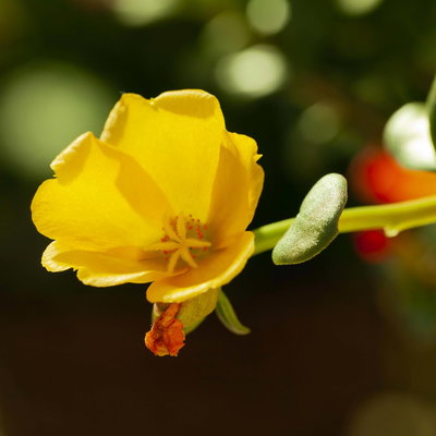 Portulakröschen, gelb, Topf-Ø 12 cm, 6 Pflanzen