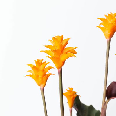 Korbmarante, Goeppertia crocata syn. Calathea, Topf-Ø 14 cm, Höhe ca. 40 cm Korbmarante, Goeppertia crocata syn. Calathea, Topf-Ø 14 cm, Höhe ca. 40 cm