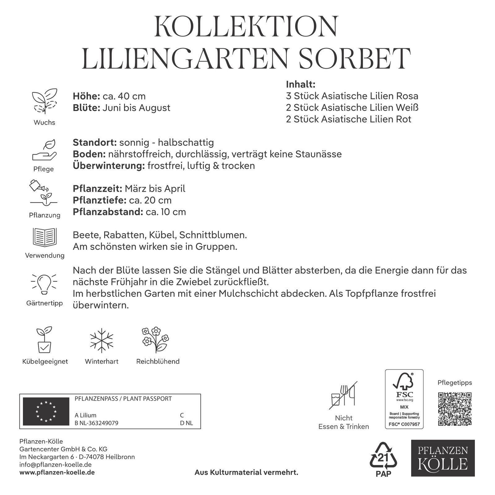 Kölles Beste Kollektion Liliengarten Sorbet, 7 Blumenknollen