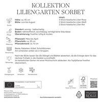 Kölles Beste Kollektion Liliengarten Sorbet, 7 Blumenknollen