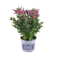 Hebe 'All Blooms®' rosa, Topf-Ø 12 cm, 3er-Set