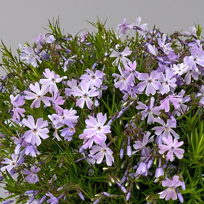 Kölles Beste Polster-Phlox 'Emerald Cushion Blue', 3 Liter Topf Kölles Beste Polster-Phlox 'Emerald Cushion Blue', 3 Liter Topf