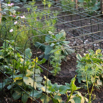 Bellissa Hortensienstütze 'ANNABELLE', 2er-Set, grün, H80 x L75 x L72 cm Bellissa Hortensienstütze 'ANNABELLE', 2er-Set, grün, H80 x L75 x L72 cm