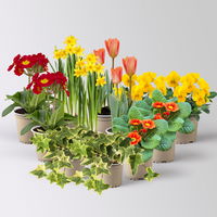 Pflanzenkreation Frühlingskick, 12 Pflanzen