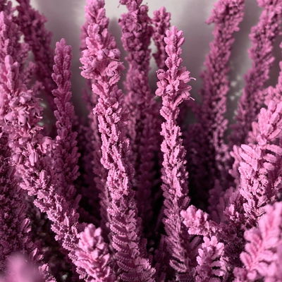 Besenheide SKYLINE® rosa gefärbt, Topf-Ø 11 cm, 6 Pflanzen Besenheide SKYLINE® rosa gefärbt, Topf-Ø 11 cm, 6 Pflanzen