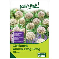 Zierlauch Allium Ping Pong, 10 Zwiebeln