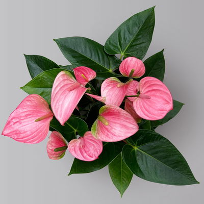 Flamingoblume 'Pink Champion', pink, in Keramiktopf Dallas, Topf-Ø 17 cm