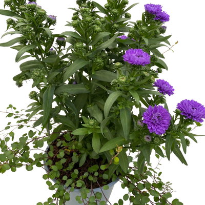 Aster & Mühlenbeckia, 3er-Set, blau gefüllt, Topf 12/13 cm Ø Aster & Mühlenbeckia, 3er-Set, blau gefüllt, Topf 12/13 cm Ø