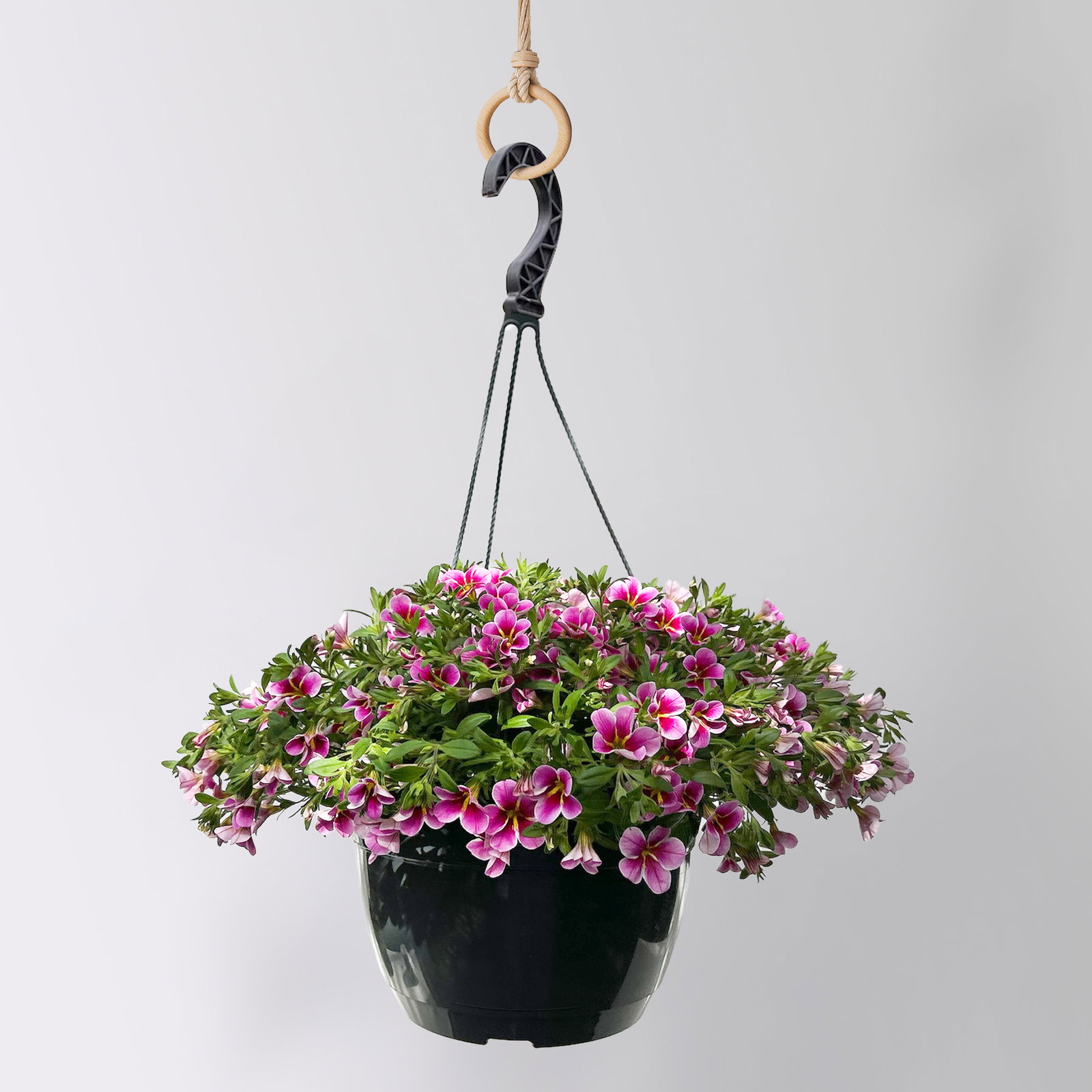 Zauberglöckchen 'Rave Pink Barbados', pink, Ampeltopf-Ø 27 cm Zauberglöckchen 'Rave Pink Barbados', pink, Ampeltopf-Ø 27 cm