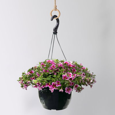 Zauberglöckchen 'Rave Pink Barbados', pink, Ampeltopf-Ø 27 cm Zauberglöckchen 'Rave Pink Barbados', pink, Ampeltopf-Ø 27 cm