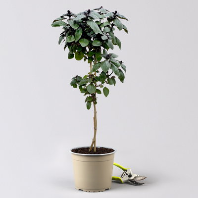 Strauchbasilikum, rosa, Stämmchen, Topf-Ø 19 cm, Höhe ca. 70 cm Strauchbasilikum, rosa, Stämmchen, Topf-Ø 19 cm, Höhe ca. 70 cm