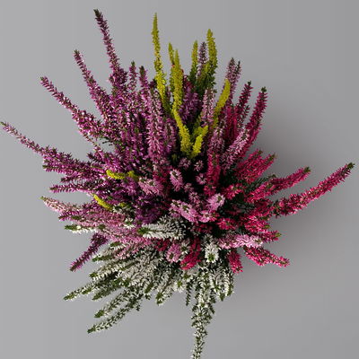 Knospenheide 'High Five®', fünffarbig, Topf-Ø 13 cm, 3 Pflanzen Knospenheide 'High Five®', fünffarbig, Topf-Ø 13 cm, 3 Pflanzen