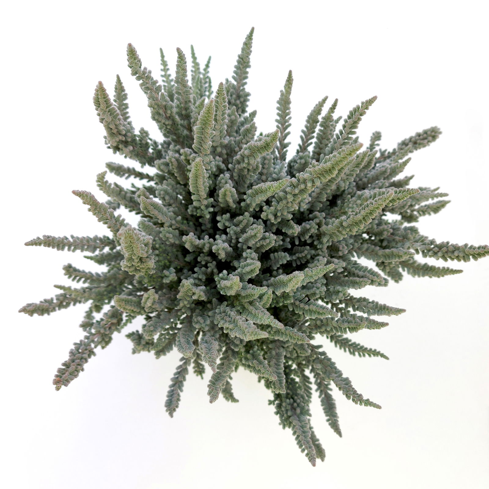 Calluna Fluffy® silberlaubig, Topf-Ø 11 cm, 6 Stück