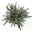 Calluna Fluffy® silberlaubig, Topf-Ø 11 cm, 6 Stück