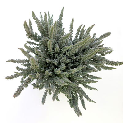 Calluna Fluffy®, silberlaubig, Topf-Ø 11 cm, 6 Pflanzen