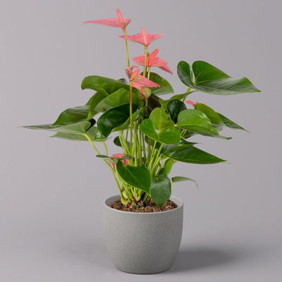 Flamingoblume 'Pink Champion', Topf-Ø 12 cm, Höhe ca. 35 cm, 3er-Set Flamingoblume 'Pink Champion', Topf-Ø 12 cm, Höhe ca. 35 cm, 3er-Set