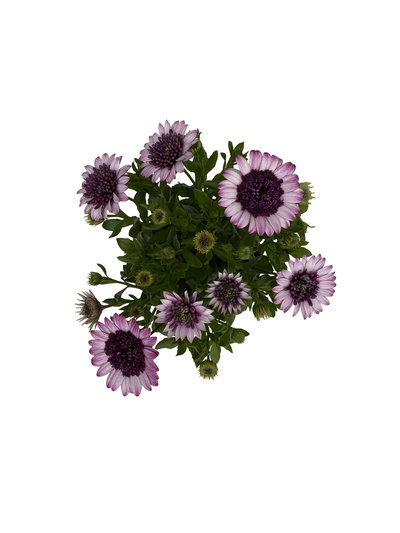 Osteospermum rosa/lila gefüllt, Topf-Ø 12 cm, 6 Stück Osteospermum rosa/lila gefüllt, Topf-Ø 12 cm, 6 Stück