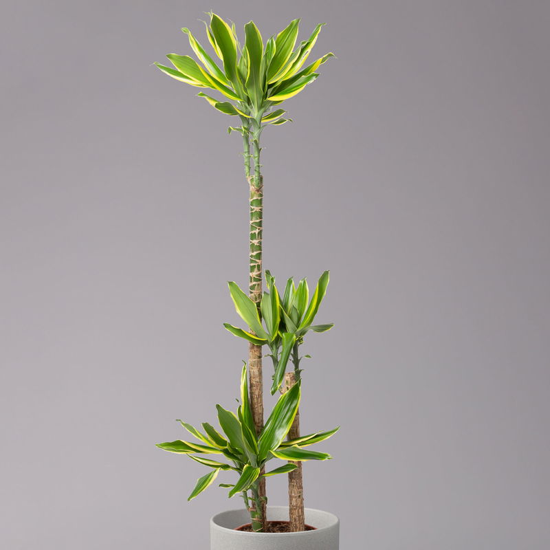 Duftender Drachenbaum 'Gold Dream', TopfØ 24 cm, Höhe ca. 140 cm