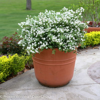 Weißer Sternenstrauch, Deutzia 'Yuki Snowflake'®, 5er-Set, Topf 3 Liter