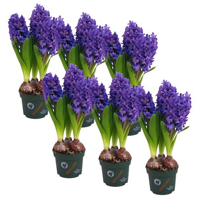 Hyazinthe, blau, vorgetrieben, Topf-Ø 12 cm, 6 Pflanzen