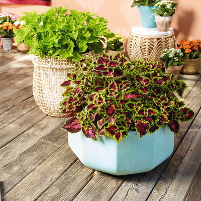 Buntnessel 'Ruby Road' dunkelviolett-pink-grün, Topf-Ø 12 cm, 6er-Set