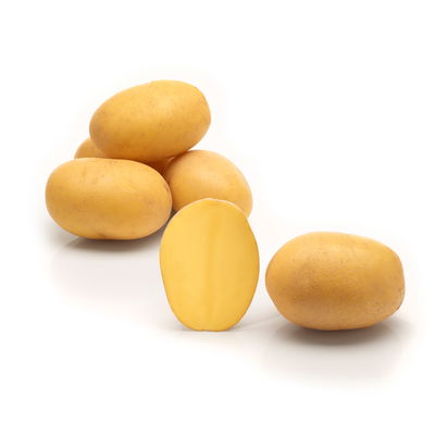 Pflanzkartoffel Pflanzkartoffel