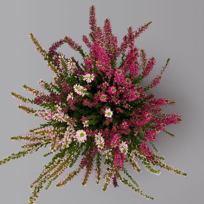 Calluna 'Trio', bunt, Mix nach Verfügbarkeit, Topf-Ø 10,5/11 cm, 6 Pflanzen Calluna 'Trio', bunt, Mix nach Verfügbarkeit, Topf-Ø 10,5/11 cm, 6 Pflanzen