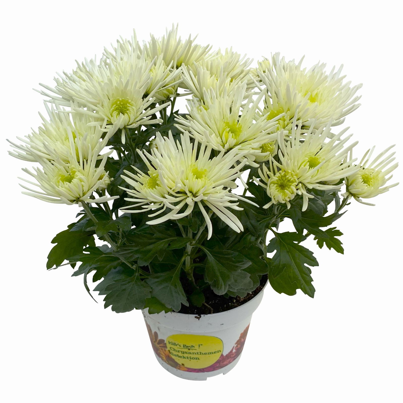 Chrysanthemen Spider Anansi™ White, spinnenblütig, Topf-Ø 14 cm 4er-Set