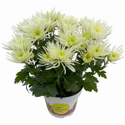 Chrysanthemen Spider Anansi™ White, spinnenblütig, Topf-Ø 14 cm, 4 Pflanzen