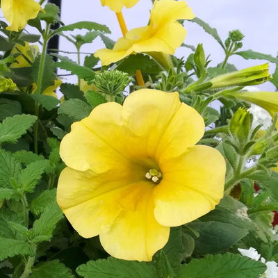gemischte Sommerblumen-Ampel, gelb, Ampeltopf 27 cm Ø