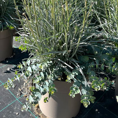 Craspedia & Eukalyptus Duo, gelb & blaugrün, Topf-Ø 27 cm