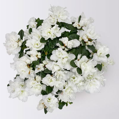 Azalee, 3er-Set, weiss gefüllt, Topf 12 cm Ø Azalee, 3er-Set, weiss gefüllt, Topf 12 cm Ø