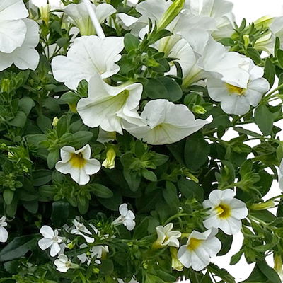 gemischte Sommerblumen-Ampel, weiß, Ampeltopf-Ø 27 cm gemischte Sommerblumen-Ampel, weiß, Ampeltopf-Ø 27 cm