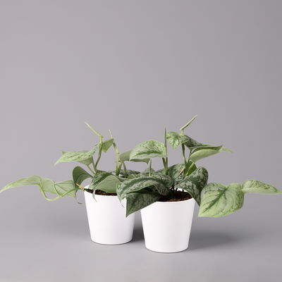 Scindapsus pictus 'Trebie' in Keramiktopf Dallas weiß, Topf-Ø 12 cm Scindapsus pictus 'Trebie' in Keramiktopf Dallas weiß, Topf-Ø 12 cm