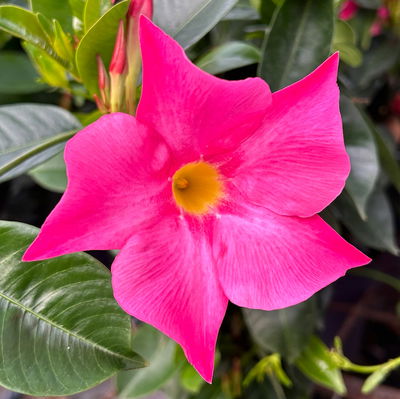 Dipladenie, rosa, Herzform, Topf-Ø 17 cm, Höhe ca. 55 cm