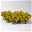 Petchoa Beautical® 'Caramel Yellow' gelb, Topf-Ø 13 cm, 4er-Set