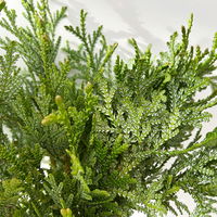 Thujopsis im Handbund, 3 Bund Thujopsis im Handbund, 3 Bund