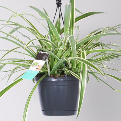 Grünlilie 'Laxum', Ampeltopf-Ø 17 cm, Höhe ca. 35 cm