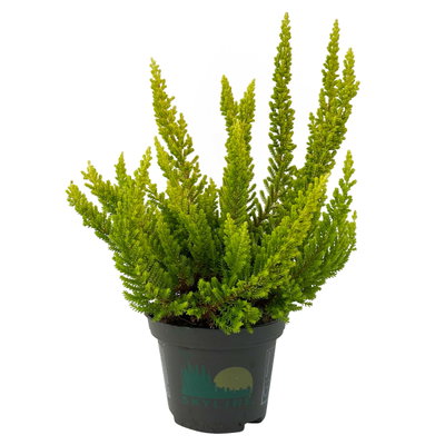 Besenheide SKYLINE®, Mischung zufällig, Topf-Ø 6,5 cm, 12 Pflanzen Besenheide SKYLINE®, Mischung zufällig, Topf-Ø 6,5 cm, 12 Pflanzen