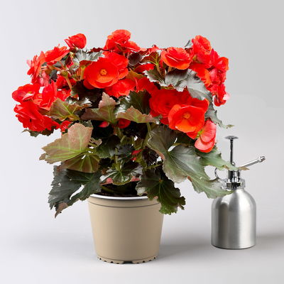 Elatior-Begonie, orangerot, dunkellaubig, Topf-Ø 14 cm, 4 Pflanzen