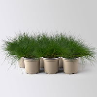 Bärenfell Schwingel 'Pic Carlit', Topf-Ø 10,5 cm, 6 Pflanzen